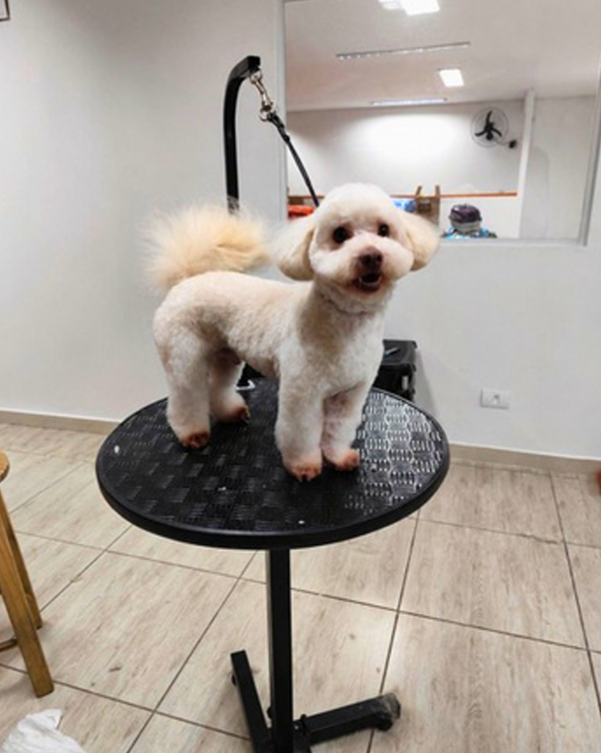 Depois do banho e tosa